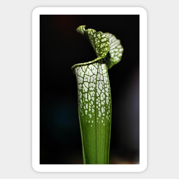 Green Pitcher Plant Study Sticker by Carole-Anne